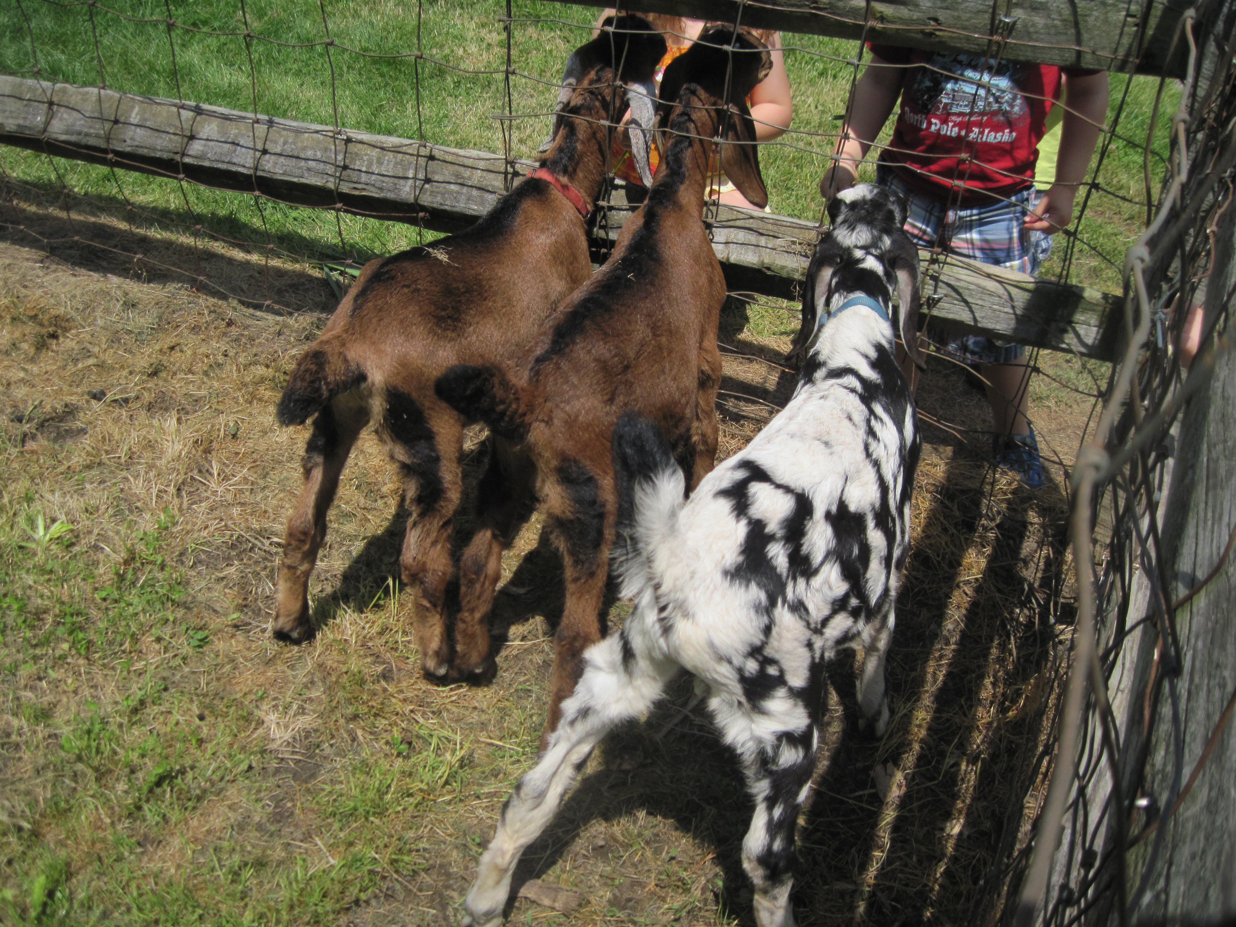 Baby goats are making new friends!@