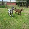 Speckles and PJ playing outside