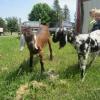 Baby goats playing in the sun!